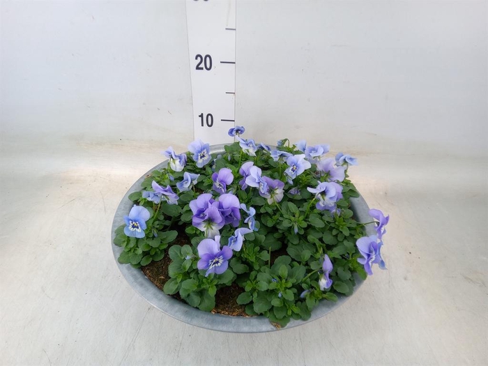 <h4>Viola corn. 'Endurio Sky Blue Mart'</h4>