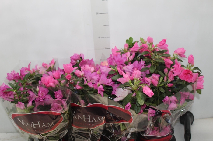 <h4>AZALEIA P14</h4>