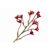 Anigozanthos Red