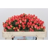 Hypericum Magical Royal Princess