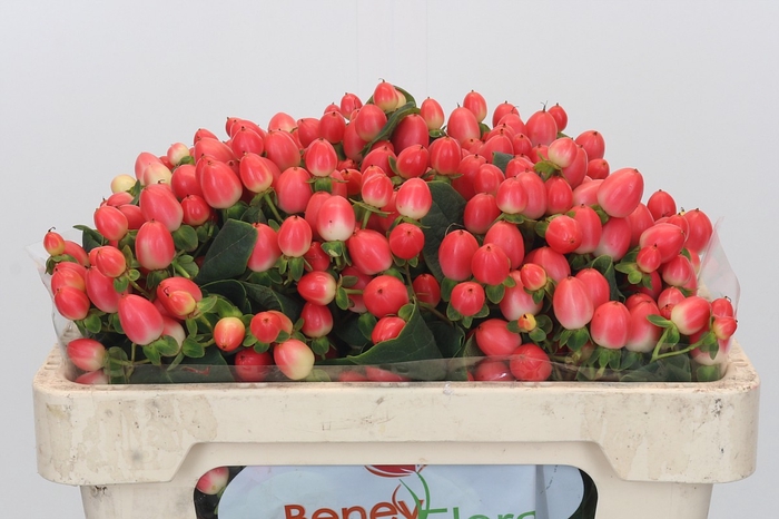 Hypericum Magical Royal Princess