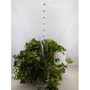 Cissus rhombifolia 'Ellen Danica'