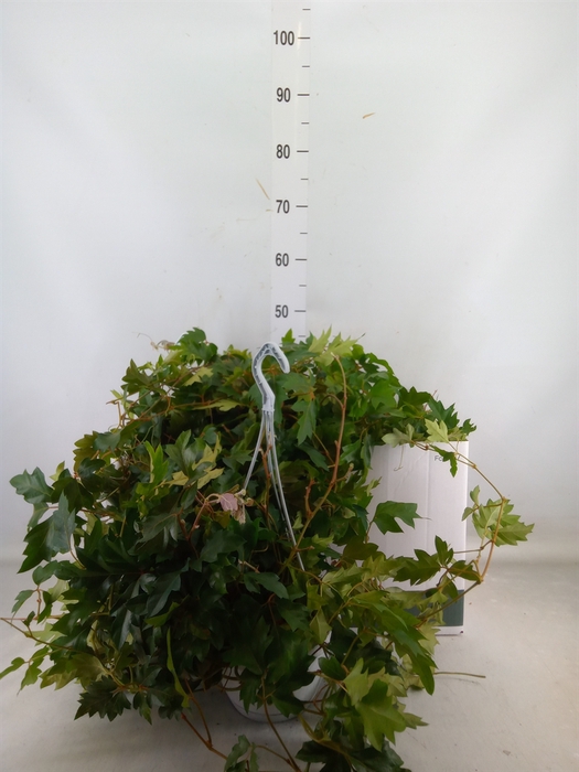 <h4>Cissus rhombifolia 'Ellen Danica'</h4>