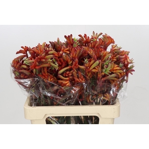 Kangaroo Paw Rampaging Roy Slaven