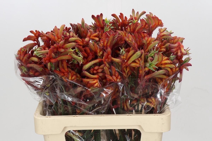 <h4>Kangaroo Paw Rampaging Roy Slaven</h4>