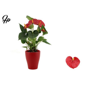 Anthurium 9 cm Success Red in Carly ceramics