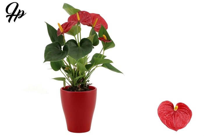<h4>Anthurium 9 cm Success Red in Carly ceramics</h4>