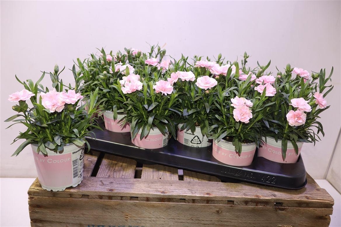 <h4>arr8 Dian Osc Pink</h4>