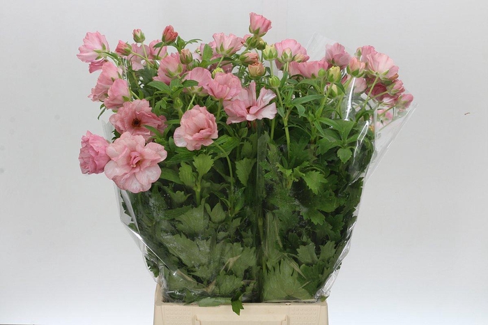 <h4>RAN BUTTERFLY ISIS</h4>