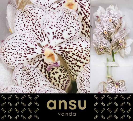 <h4>Vanda Purple Confetti X16</h4>