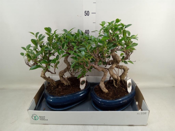 <h4>Bonsai   ...mix</h4>