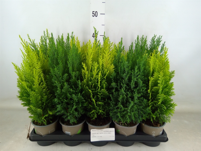 <h4>Conifers   ...mix</h4>