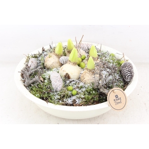 arr4 Hyacint PL - Zink schaal creme