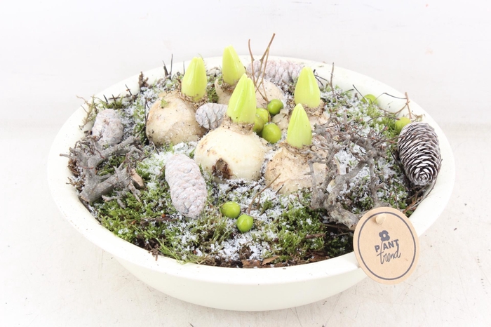 <h4>arr4 Hyacint PL - Zink schaal creme</h4>