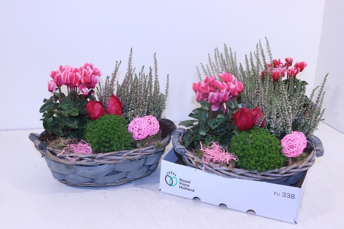 <h4>ARR TUINPLANTEN</h4>
