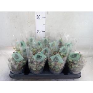 Ceropegia woodii ssp. woodii