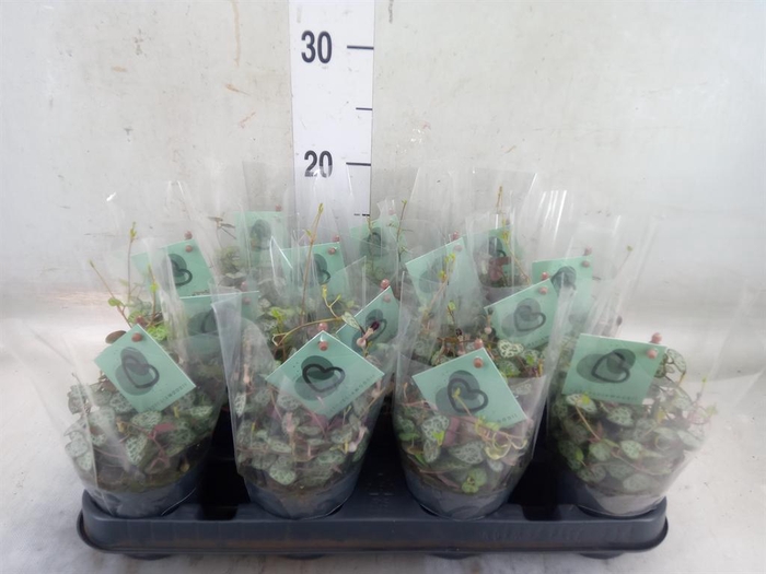 <h4>Ceropegia woodii ssp. woodii</h4>