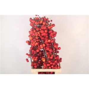 Malus Red Sentinel Extra