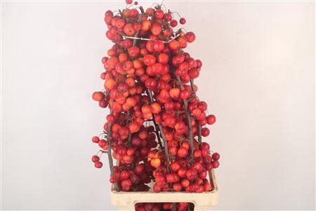 <h4>Malus Red Sentinel Extra</h4>