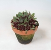 SEMPERVIVUM-HYBRID p12 cocunut crystal