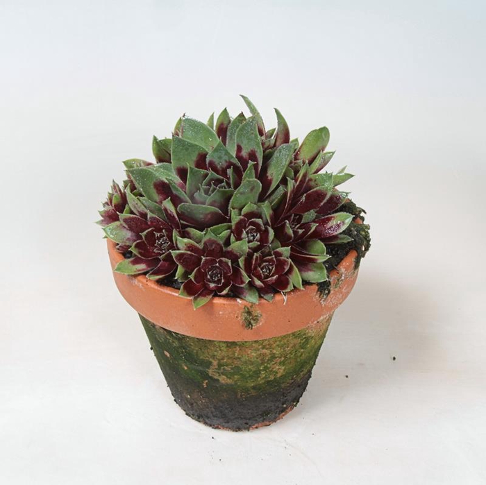 SEMPERVIVUM-HYBRID p12 cocunut crystal