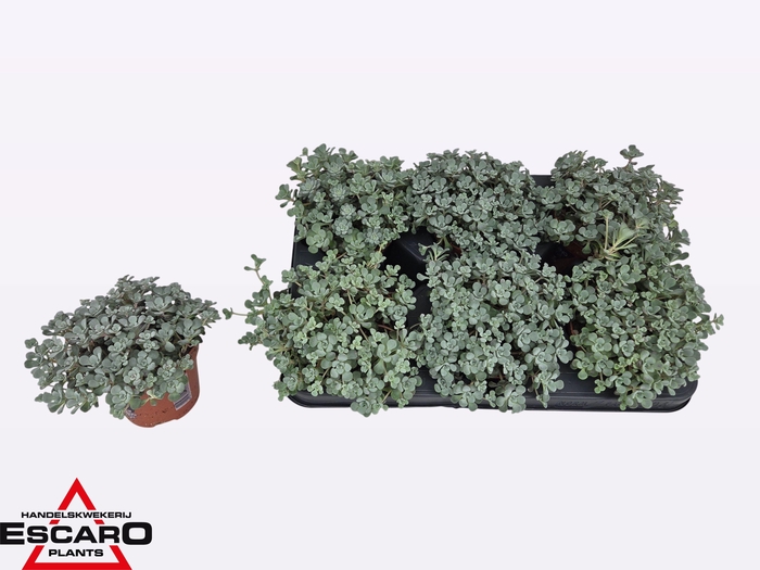 <h4>SEDUM SP CAPE BLANCO</h4>