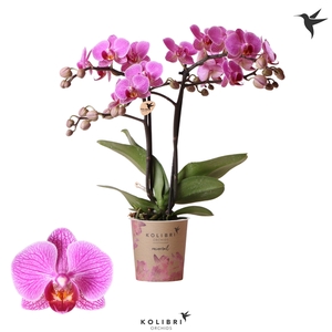 Kolibri Orchids Phalaenopsis Hamburg 2 spike