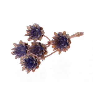 Dried flowers Plumosum 35cm x5