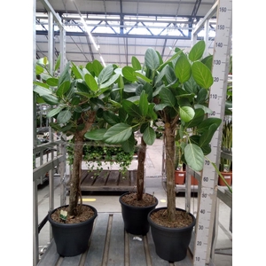 Ficus benghalensis 'Audrey'