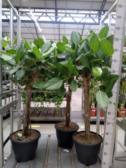 <h4>Ficus benghalensis 'Audrey'</h4>
