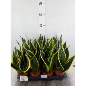 Sansevieria trifa. 'Black Gold'