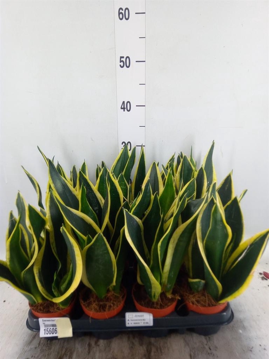 <h4>Sansevieria trifa. 'Black Gold'</h4>