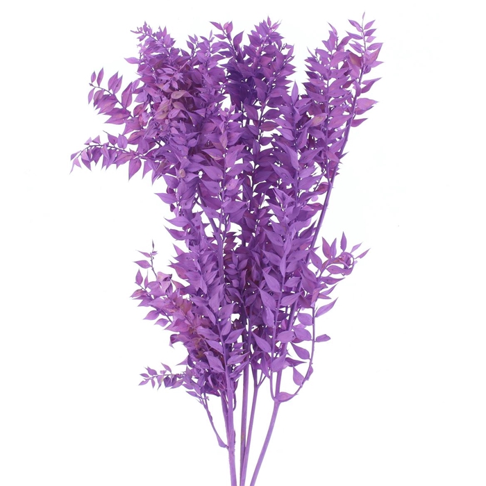 <h4>Pres Ruscus Bleached Pastel Milka Per Stem</h4>