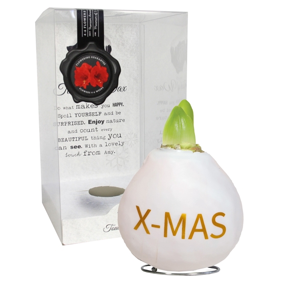 <h4>Amaryllis TOW Special X-MAS print, rode bloem, Plastic Giftbox</h4>