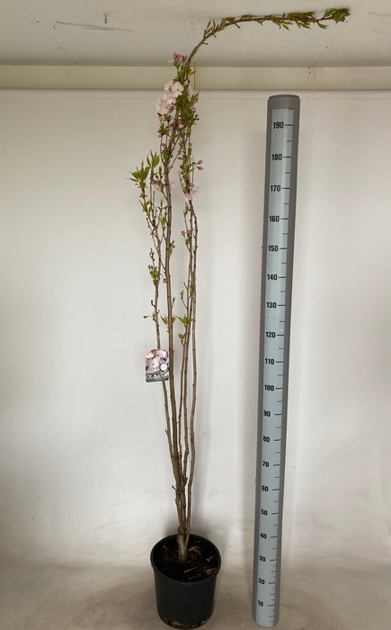 <h4>PRUN SE AMANOGAWA</h4>