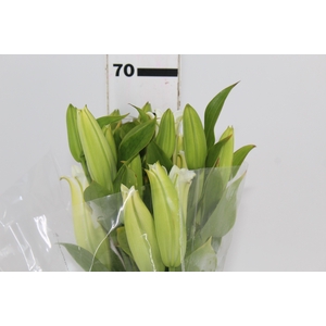 LIRIO PREMIUM BLOND