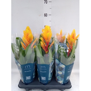 Vriesea  'Intenso Flame'