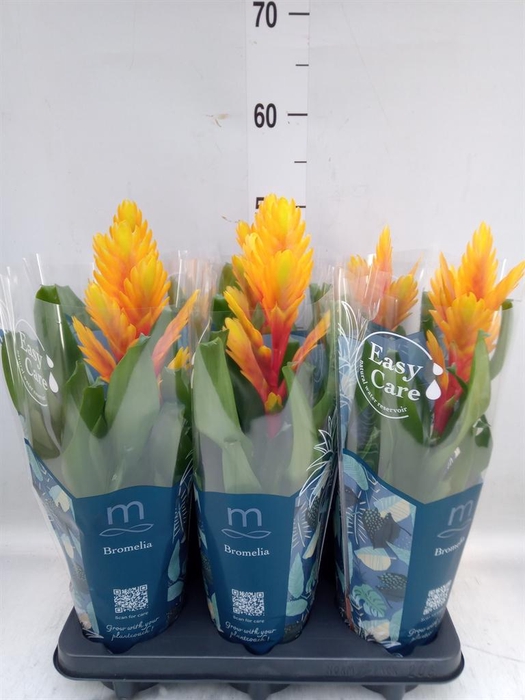 <h4>Vriesea  'Intenso Flame'</h4>