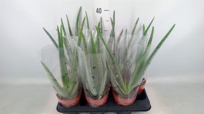 <h4>Aloe vera</h4>