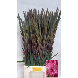 GLAD GR FAIRYTA PINK