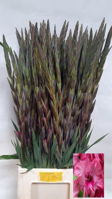 <h4>GLAD GR FAIRYTA PINK</h4>