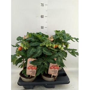 Solanum lycopersicum   ...