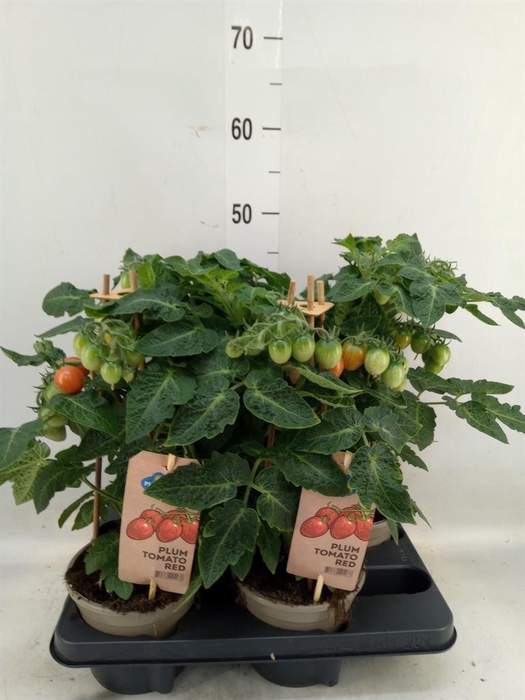 <h4>Solanum lycopersicum   ...</h4>