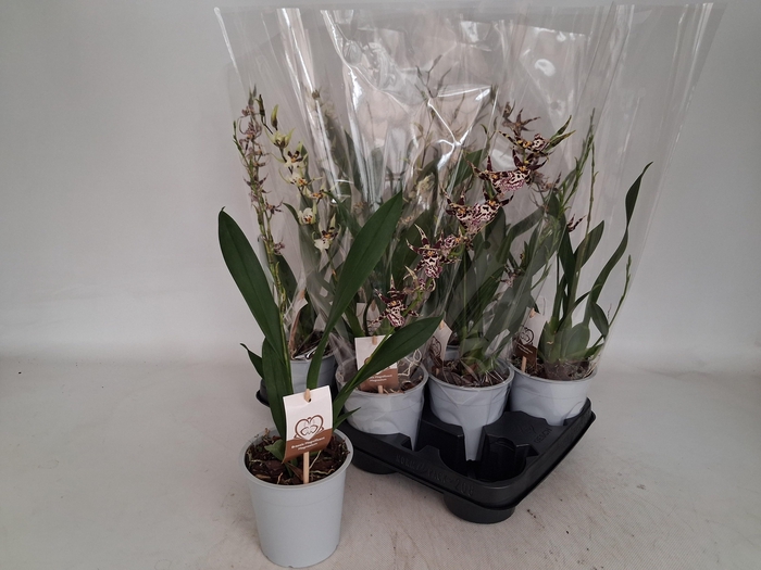 <h4>BRASSIA SUMMER DREAM</h4>