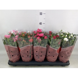 Rosa  'Star Roses'   ...mix 4