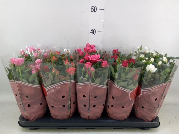 <h4>Rosa  'Star Roses'   ...mix 4</h4>