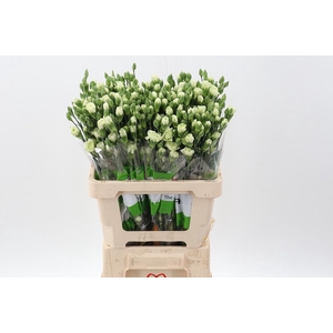 Di Tr Tuparro green  x20