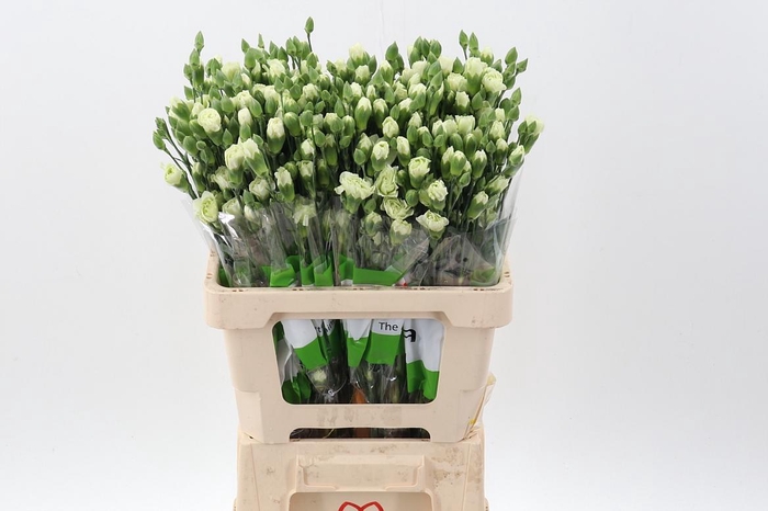 <h4>Di Tr Tuparro green  x20</h4>