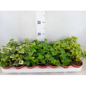 Hedera   ...mix