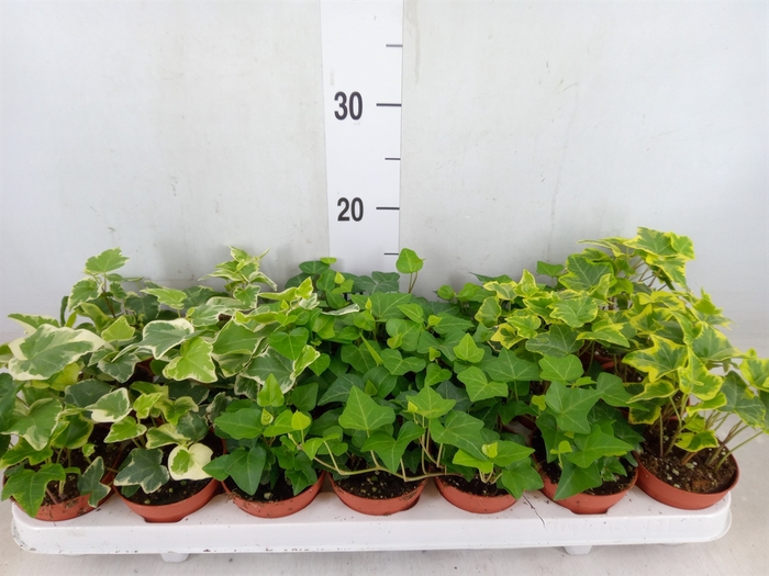 <h4>Hedera   ...mix</h4>